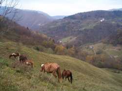 cavalli al pascolo