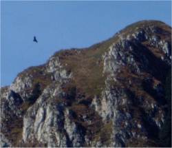 L'aquila alle pendici della "Corna Titagna" Monte Guglielmo